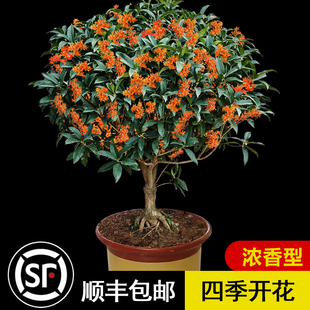 桂花树苗盆栽室内四季开花植物浓香型嫁接金桂丹桂沉香桂四季种植