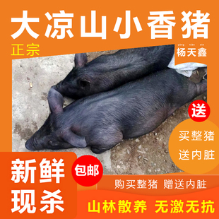 凉山小香猪肉农家散养土猪跑山猪蹄五花肉烧烤黑猪肉排骨新鲜现杀