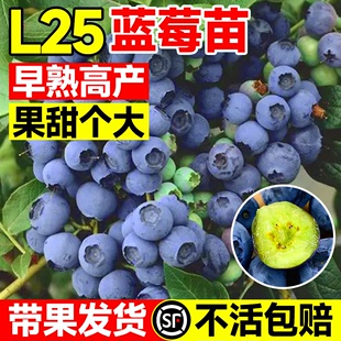 l25蓝莓苗果树果苗盆栽，带果优瑞卡，薄雾车厘子大树苗北方南方种植