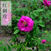 红刺玫种子香草花卉种籽红玫瑰种子四季可播多年生花卉蔷薇种子