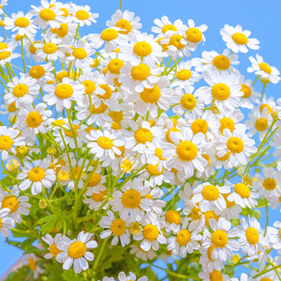 花种子套餐易爆盆小雏菊种子四季开花易活盆栽苗洋甘菊室内外阳台