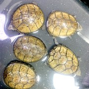 定制的龟头盔泥龟，活物蛋龟黄泽龟苗，小乌龟外塘冷水观赏龟宠