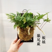 板植蕨类植物合集铁线蕨波斯顿肾蕨 喜阴耐寒绿植蕨类盆栽组盆