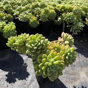 香格里拉多肉植物景天科景天，属悬崖老桩花园，庭院露养盆栽基地直发