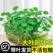 带叶铜钱草水培植物办公室内好养花卉绿植盆栽，水生水养绿萝金钱草