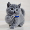 南阳纯种英短蓝猫银渐层幼猫金吉拉蓝白宠物猫咪虎斑布偶猫咪活体