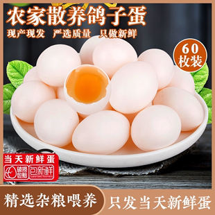 土鸽子蛋新鲜60枚杂粮散养土特产白鸽蛋孕妈宝宝辅食