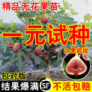 无花果树苗盆栽水果苗四季特大波姬红南北方阳台种植地栽当年结果