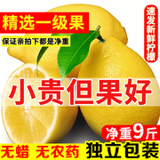 京溪园安岳黄柠檬(黄柠檬)一级果柠檬，大果5斤7-15个新鲜水果皮薄多汁
