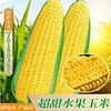 超甜水果玉米种子粤甜29号牛奶香，生吃鲜食四季蔬菜水果甜玉米种子