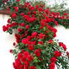 四季播蔷薇花种子，爬藤月季玫瑰开花不断爬墙攀援庭院室内花卉盆栽