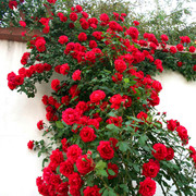 四季播蔷薇花种子爬藤月季，玫瑰开花不断爬墙攀援庭院室内花卉盆栽