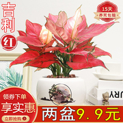 吉利红盆栽绿植花卉，如意皇后室内客厅，好养易活美观红火植物大盆景