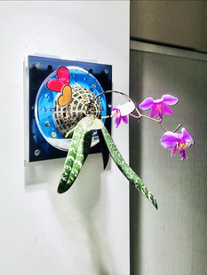 小号套装蝴蝶兰板植植物，上墙蕨球兰上板定植自吸水懒人壁挂花盆