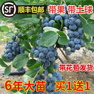 蓝莓树果苗蓝莓苗盆栽，地栽果苗带大果，南北方种植苗兔眼绿宝石果树