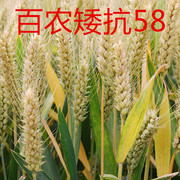 小麦种子批百农矮抗58小麦种子烟农19烟农999小麦种子鲁原502