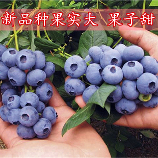 蓝莓树苗盆栽地栽带土带果蓝莓树果苗当年结果阳台四季南北方种植