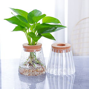 水培玻璃花瓶透明简约室内桌面摆放小花器水养小绿植绿萝玻璃容器