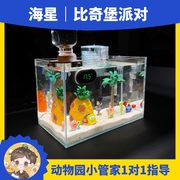 豪华版海星饲养套餐宠物，派大星活体迷你海洋生物，海燕小黑的动物园