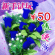 ★惊爆价★丝网花新手试玩套餐/仅50元随便学/赠全套工具及光盘
