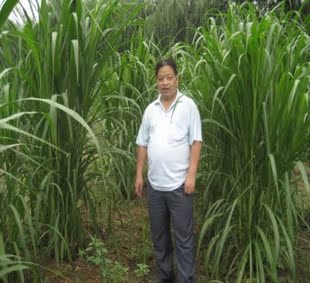 新进高产牧草 <em>台湾杂交</em>甜象草 又叫★<em>杂交</em>狼尾