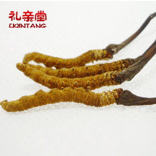  【礼亲堂】西藏那曲极品冬虫夏草 12年精选正品冬虫草新草 4条/克