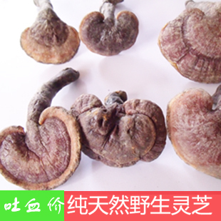  淘金币 纯野生灵芝/带柄赤灵芝/正品 250克 增强免疫力 两斤包邮