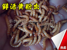 黄粉虫 活虫 面包虫 活体饲料 天然活饵宠物最佳营养产品500克