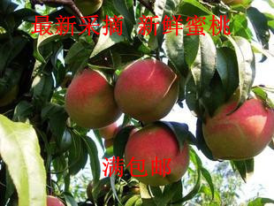  热销 最新采摘 青州蜜桃 冬雪蜜桃  桃子 时令 新鲜 水果 满包邮