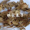 [瑶家寨子]广西大瑶山灵香草☆保护藏书、衣物最佳品☆环保 100克