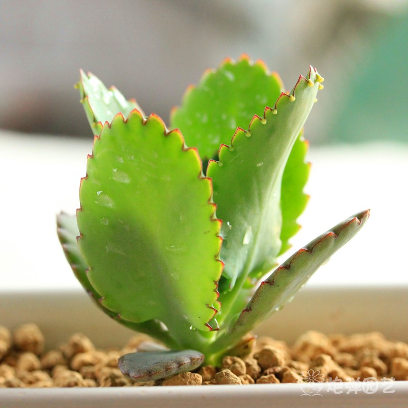 多肉植物 宽叶不死鸟 盆栽花卉 肉肉植物 办公室内迷你绿植小盆景|一淘网优惠购|购就省钱