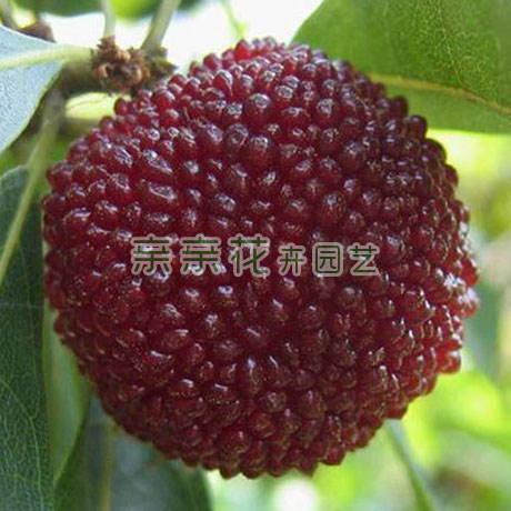果樹苗木楊梅樹苗優質晚熟楊梅新品種-晚荠蜜梅苗 楊梅苗 味濃甜在類目 鮮花速遞/花卉仿真/綠植園藝, 花園植物/行道樹/果樹, 果樹中 - 來自Buy2taobao.com提供專業的淘寶代購服務
