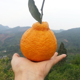 新鲜水果 四川丑柑不知火丑八怪柑橘 原产地现