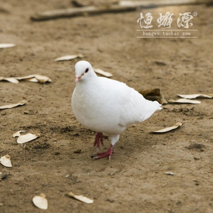 恒蜂源土鸽 正宗农家散养 新鲜精品乳鸽  冰袋保鲜配送鲜活鸽子肉