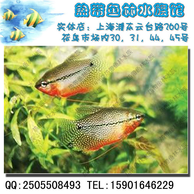 珍珠马甲/观赏鱼／热带鱼／鱼缸／饲料（双皇冠热带鱼林水族馆）