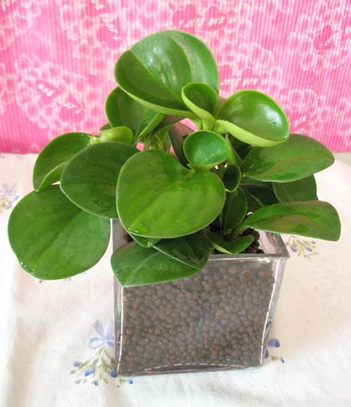 Hydroponic watercress green Meat Potted plant flowers and plants Green plant Formaldehyde absorption Clean air Water to keep Moisturein the Flower delivery/Flowers simulation/Plants gardening , Flowers/Potted plants (New) , Succulents category - from Buy2taobao.com to provide professional Taobao agent buy service