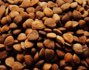  零利润包邮承德燕山特级野生天然苦杏仁药用大北杏仁900克精选