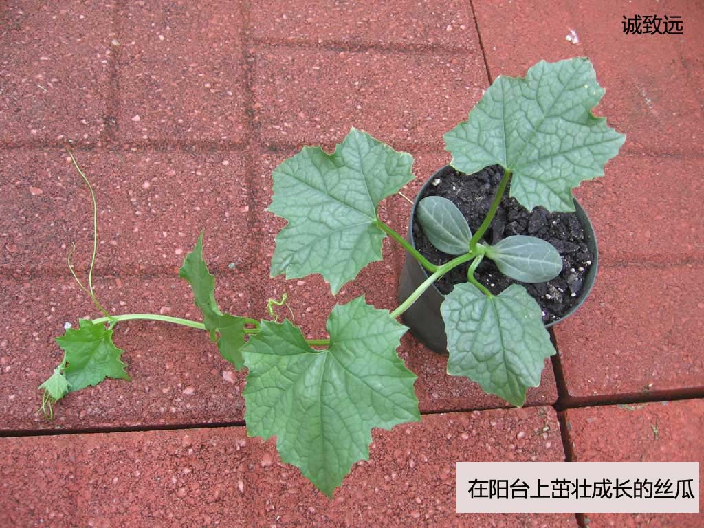 接丝瓜水的丝瓜种子/自己种丝瓜自己接丝瓜水安全放心没防腐剂|msdalam kategori penghantaran bunga/bunga simulasi/tumbuhan berkebun, Plants Mini kreatif - dari Buy2taobao.com untuk memberikan perkhidmatan ejen Taobao profesional membeli