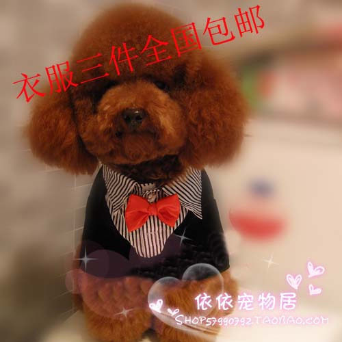 狗狗衣服小狗衣服秋冬泰迪衣服秋冬宠物西装礼服西装假两件