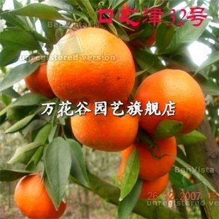 特价出售柑桔苗 日本最新杂柑超级品种--口之津