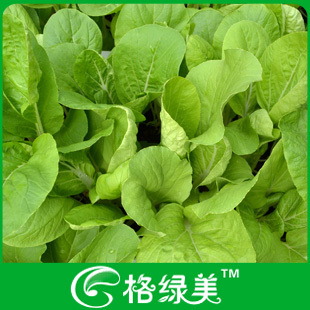黄叶小白菜鸡毛菜蔬菜种子阳台种菜盆栽高出芽率精装满38包邮