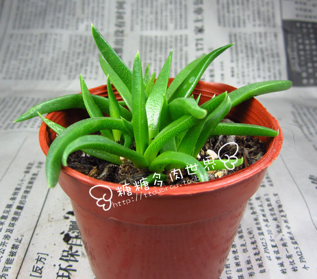 多肉植物番杏科黄花照波，很爱开花【实物拍摄】|一淘网优惠购|购就省钱