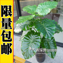 新绿洲仿真盆景装饰假花绿植 仿真树风水假树植物 过胶单杆玉观音