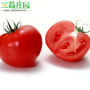  有机西红柿有机番茄新鲜西红柿番茄有机蔬菜【富含维生素C】500g
