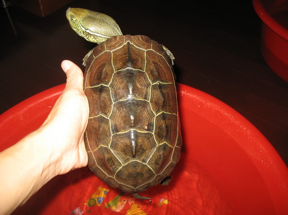 四钻信誉 中华草龟银线龟超级细纹母草龟 下蛋