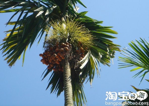 大家来说一说那些好吃水果和坚果,都是长在哪