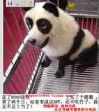 绝对超划算 西南大学 考博英语99-09年 赠九大专项资料