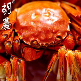 胡农 阳澄湖大闸蟹 正宗公螃蟹3.5-3.8两4只母蟹2.5-2.8两4只现货
