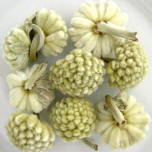 11新货 绿萝花 雪丽花茶 清肝降火理气健胃 延缓衰老 50克
