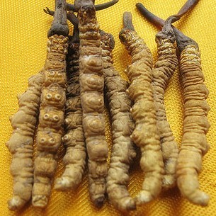  青海玉树冬虫夏草 同仁堂品质100%虫草 精选约4条/克 正品